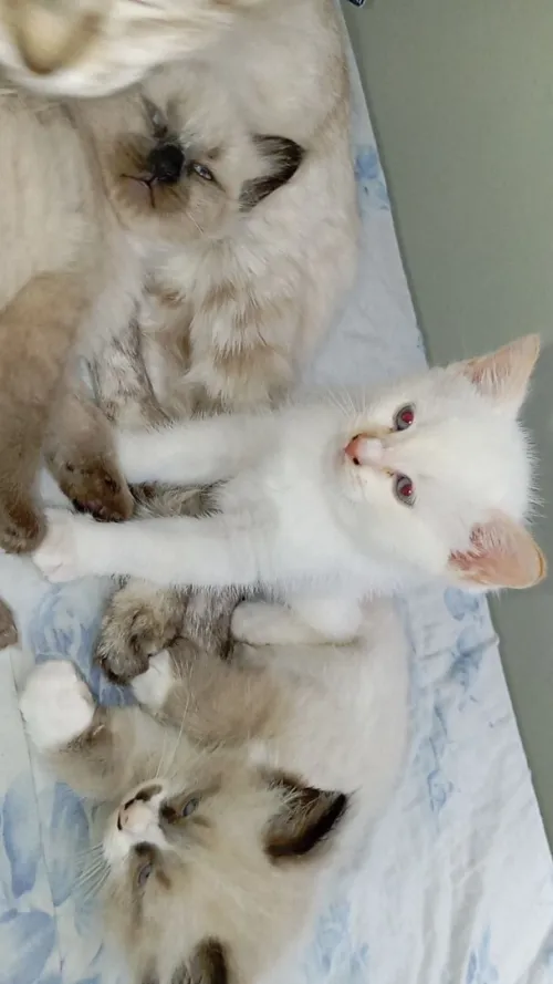 Chatons siamois 