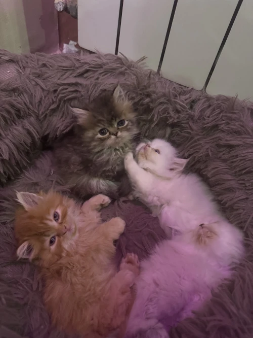 chats persans chinchilla pure race