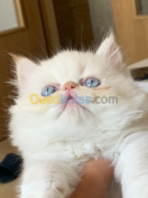 Persans piky face