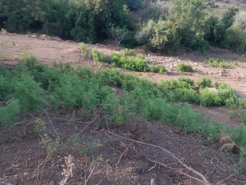 Cherche location Terrain Jijel Texenna