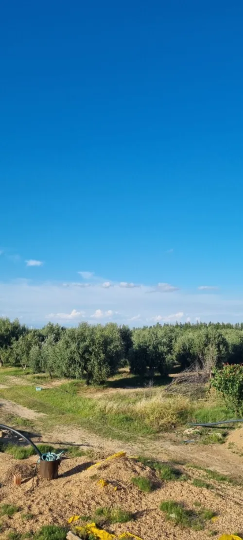 Vente Terrain Agricole Msila Maarif