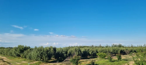 Vente Terrain Agricole Msila Maarif