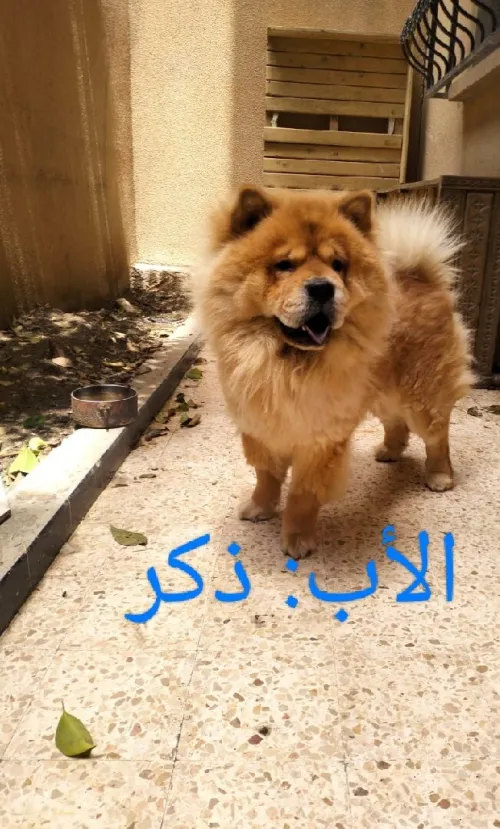 Chiots chow-chow pure race parents venus de l'étranger  شاوشاو سلالة نقية والديهم من الخارج