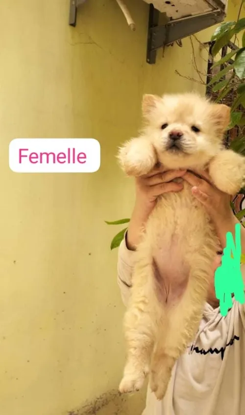 Chiots chow-chow pure race parents venus de l'étranger  شاوشاو سلالة نقية والديهم من الخارج