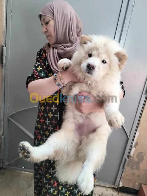 Chiots chow-chow pure race 