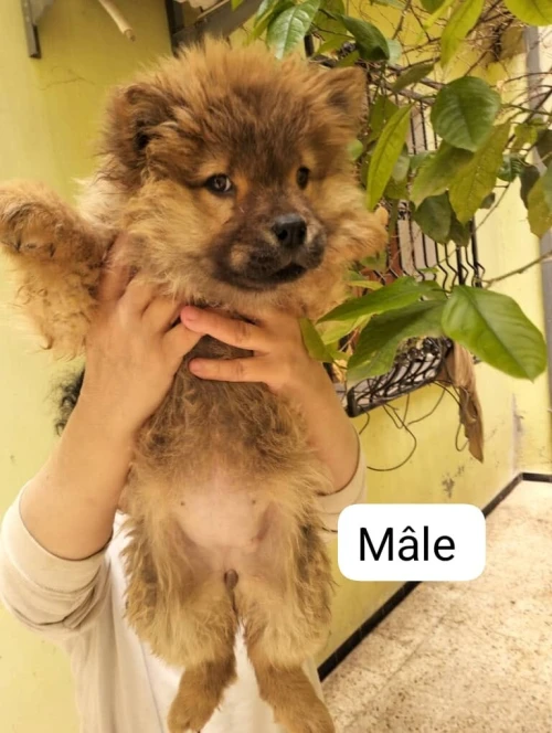 Chiots chow-chow pure race parents venus de l'étranger  شاوشاو سلالة نقية والديهم من الخارج