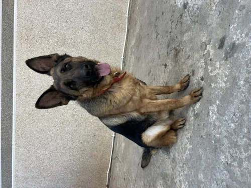 Femelle berger allemand pedigree