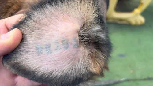 Femelle berger allemand pédiatre non déclarée avec son tatouage