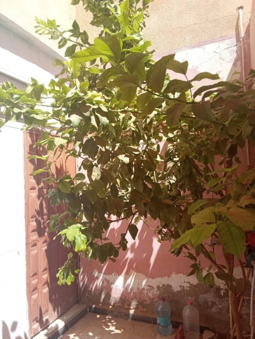 Vente Villa Ghardaïa Zelfana