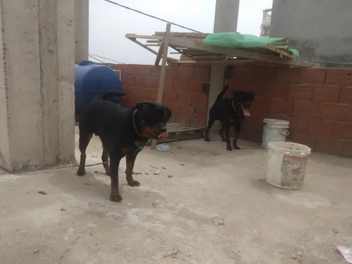 Chien a vendre