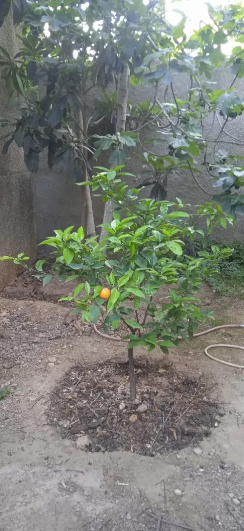 Vente Villa Bouira El adjiba