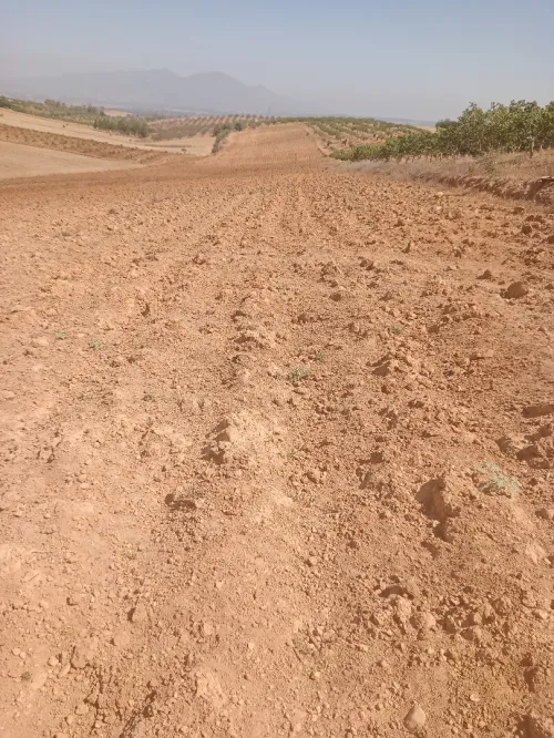 Vente Terrain Agricole Tipaza Meurad