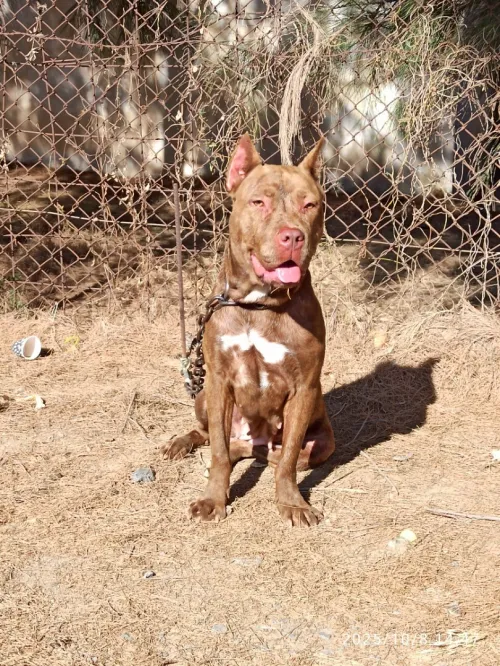 Vente Dog canario 