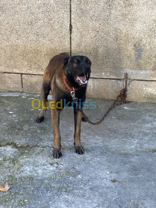 Chien malinois