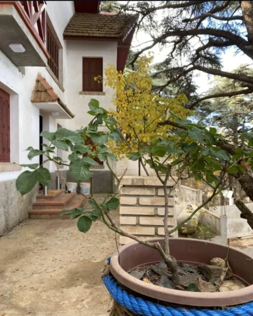 Location vacances Bungalow F1 Blida Chrea