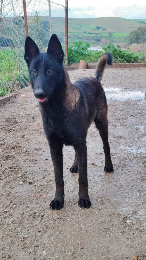 Malinois