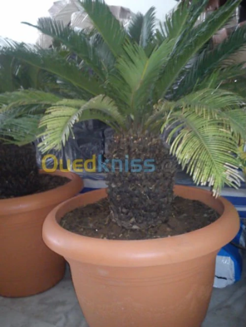 CYCAS 