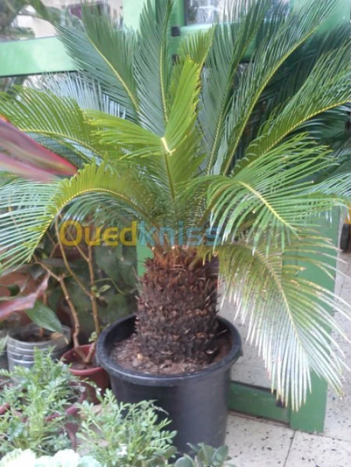 CYCAS 