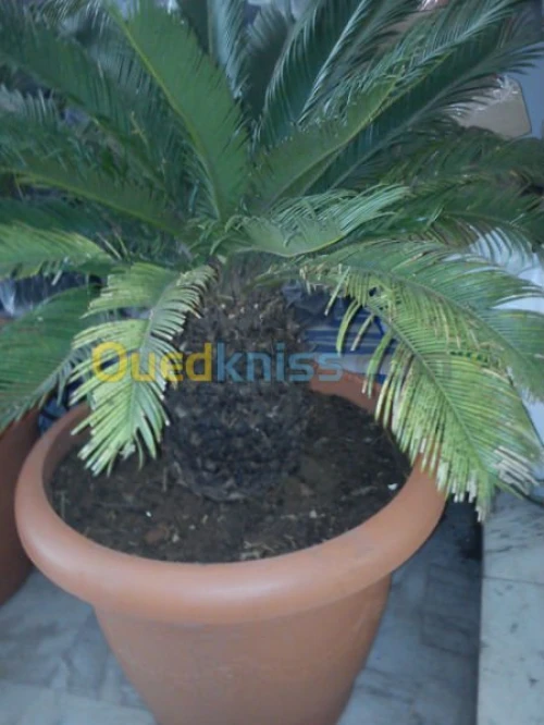 CYCAS 