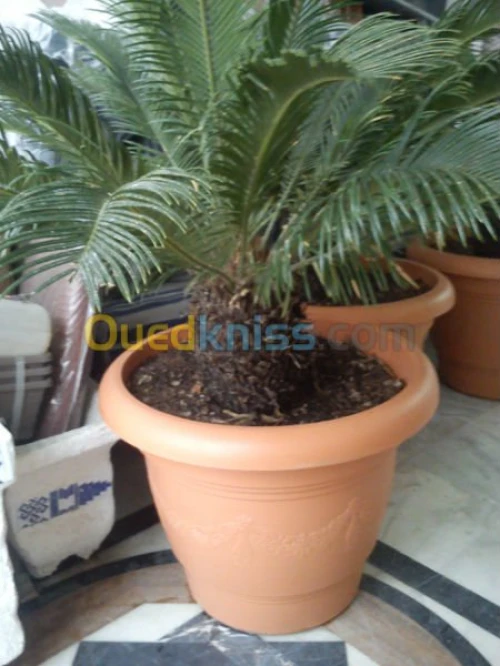 CYCAS 