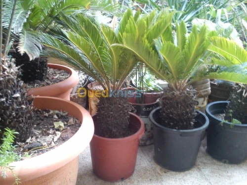 CYCAS 