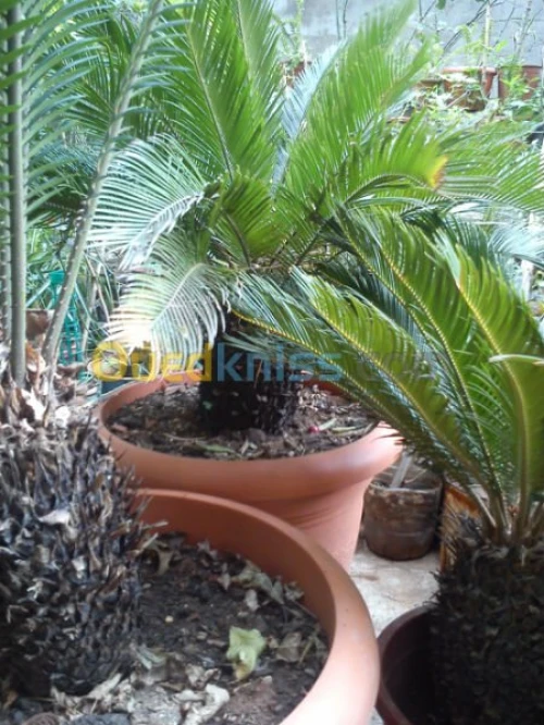 CYCAS 