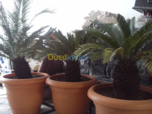 CYCAS 