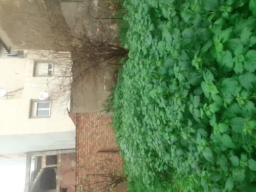 Vente Terrain Alger El magharia