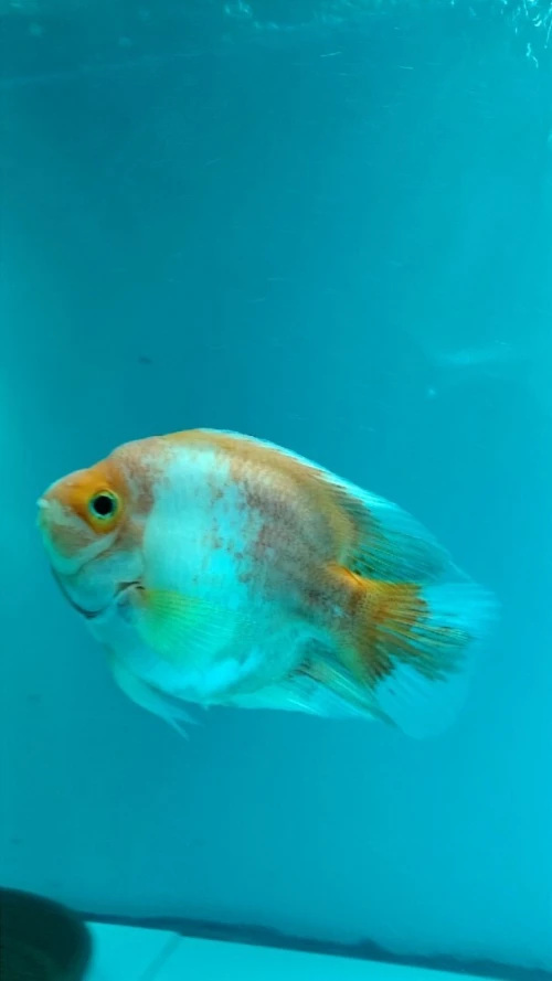 Poisson