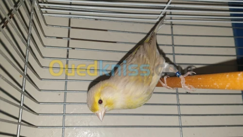 Femelle canari isabelle 2023
