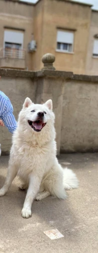 Husky malamute