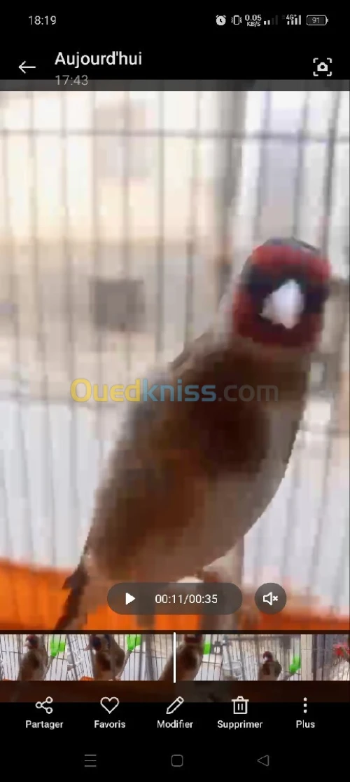 مقنين فيه كلام شباب 