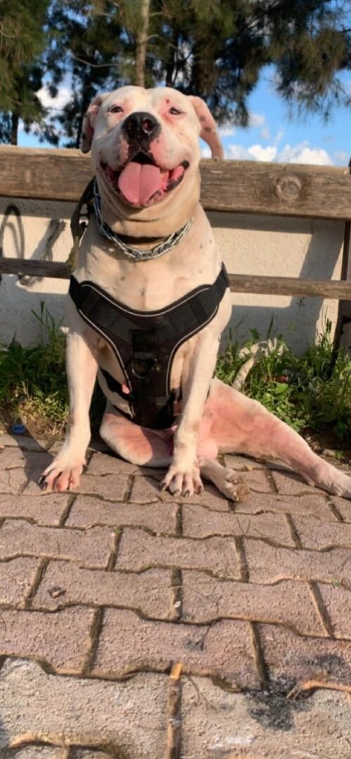 Mal dog argentine