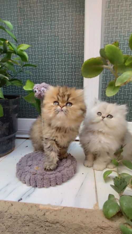 Chat golden chinchillap