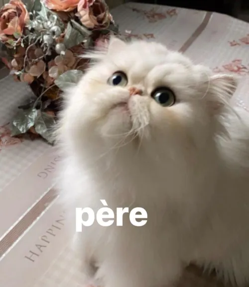Persan chinchilla pure race