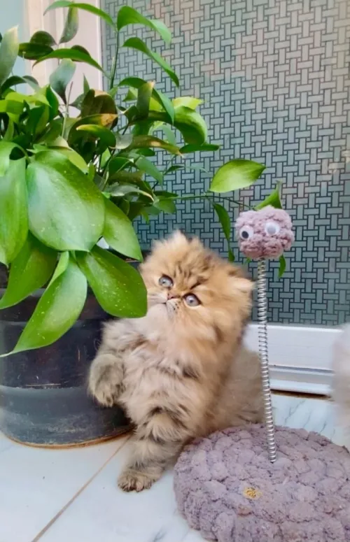 Chat Persan chinchilla golden