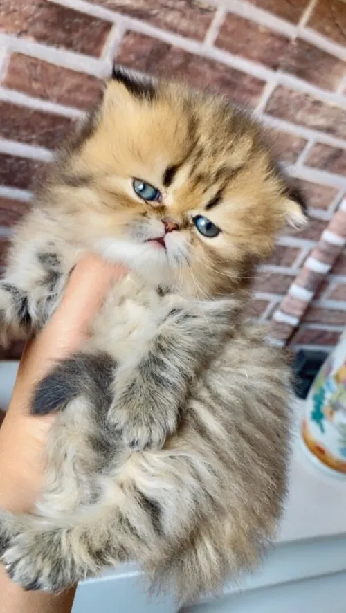 Persan chinchilla golden