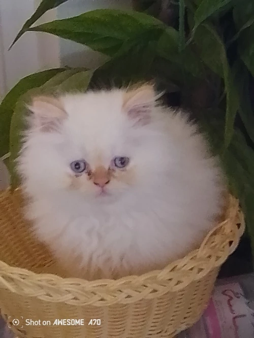 Vend chaton persan