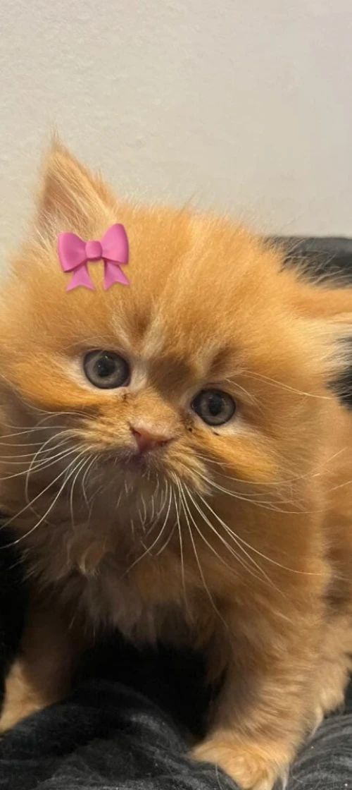 Vend chaton persan