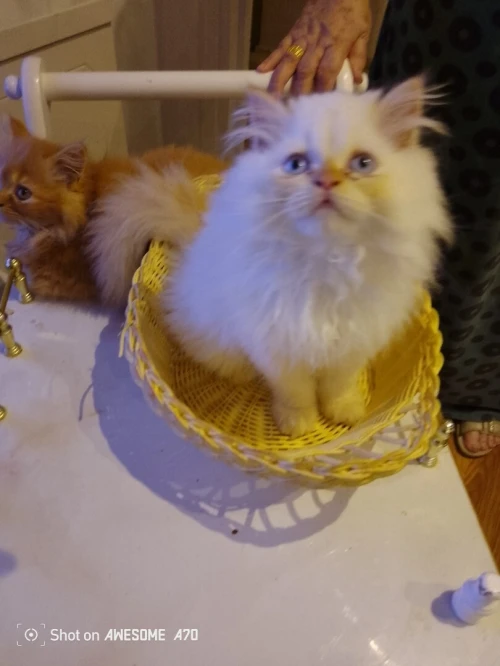 Vend chaton persan