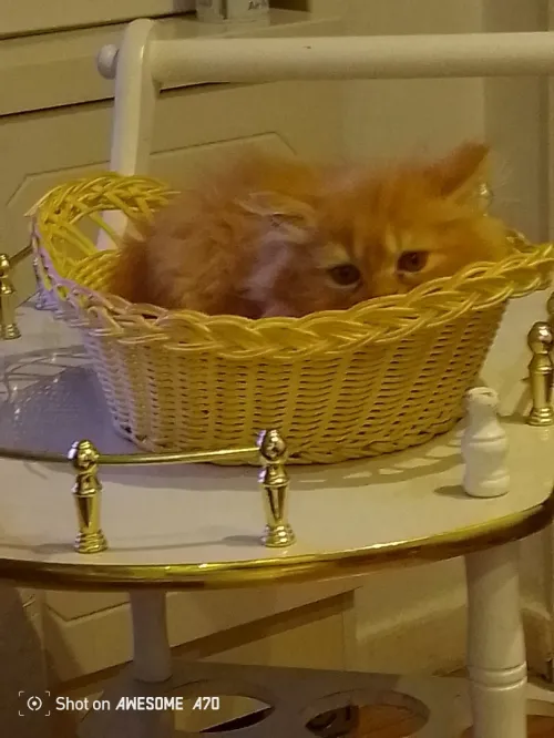 Vend chaton persan