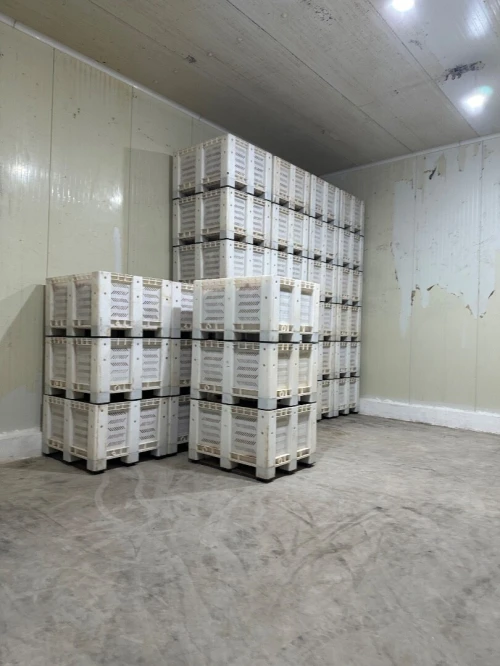 Location bien immobilier Oran Es senia