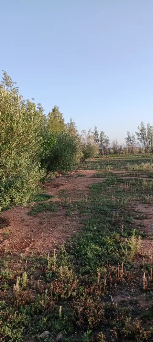 Vente Terrain Agricole Tiaret Rechaiga