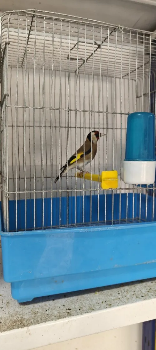 أنثى حسون chardonneret