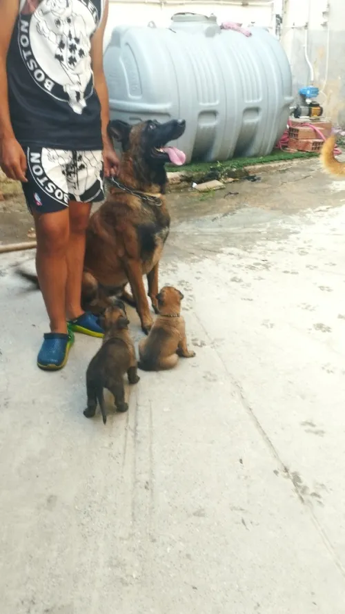 Couple Malinois 35 jours 
