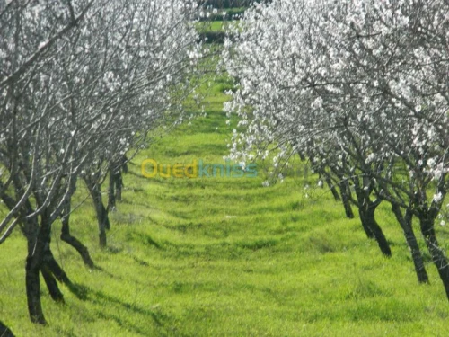 Vente Terrain Tlemcen Nedroma