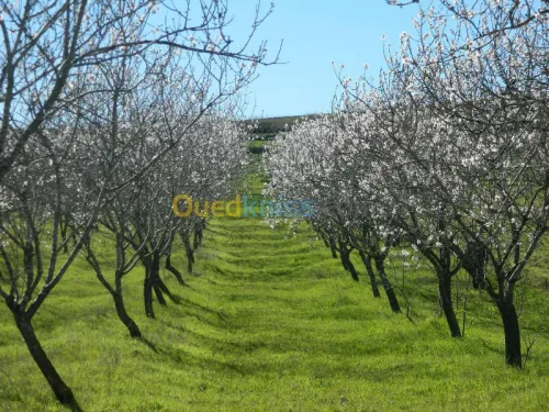 Vente Terrain Tlemcen Nedroma