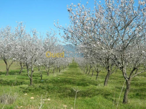 Vente Terrain Tlemcen Nedroma