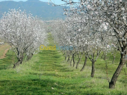 Vente Terrain Tlemcen Nedroma