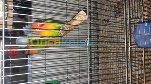3 Fischer a vendre 